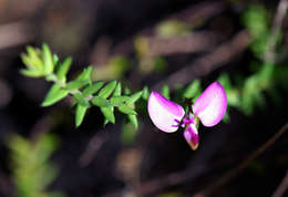 Imagem de Polygala adamsonii Exell