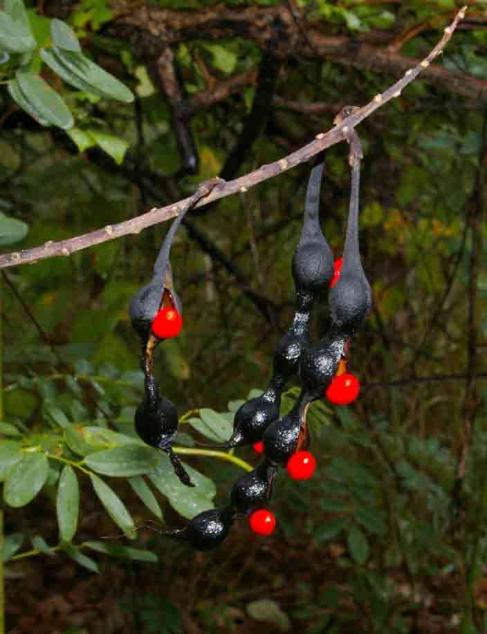 Image of dwarf erythrina