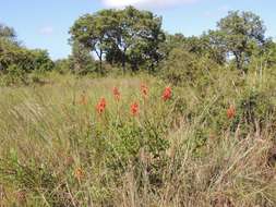 Image of dwarf erythrina