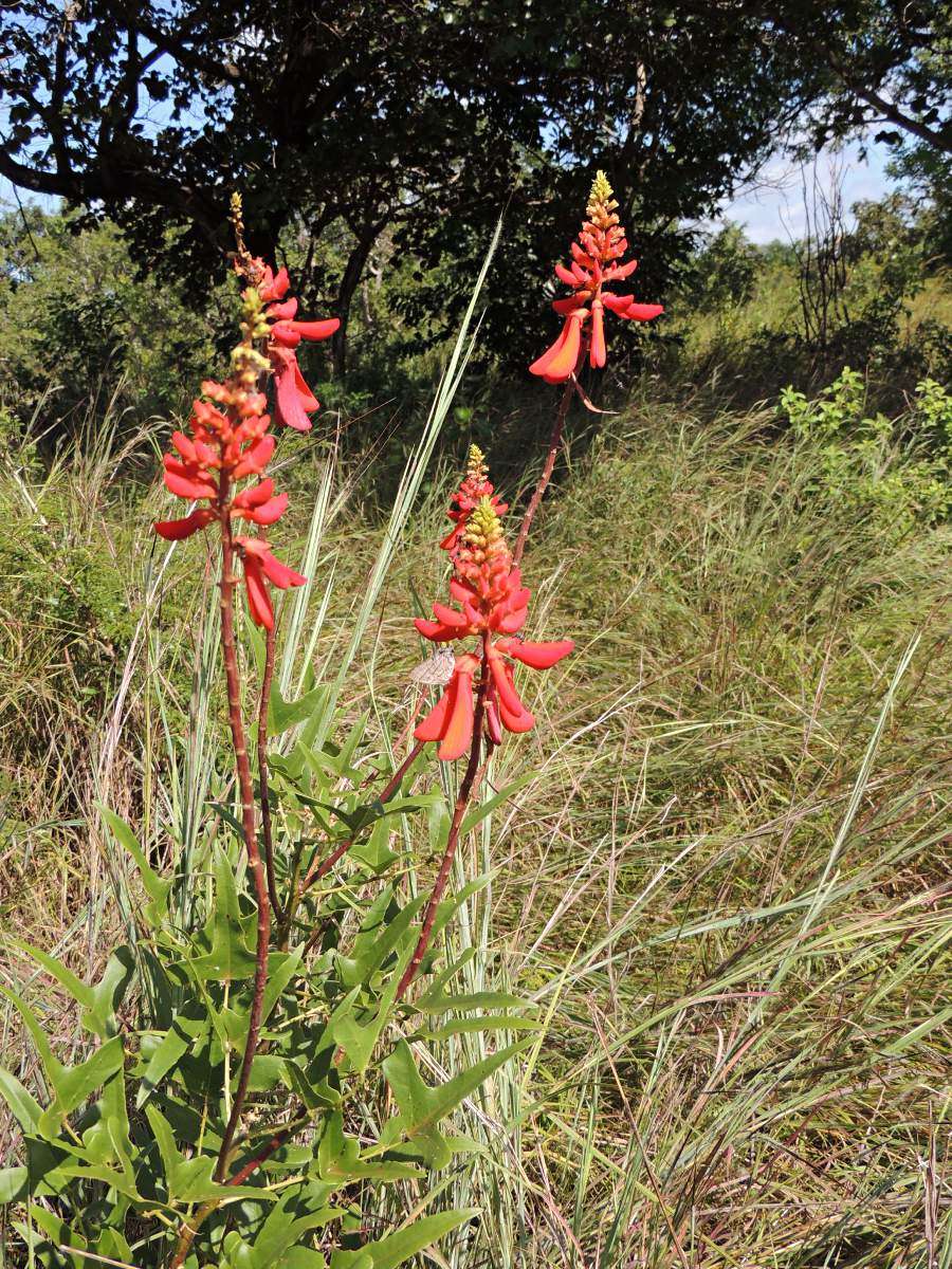 Image of dwarf erythrina