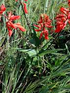 Image of dwarf erythrina