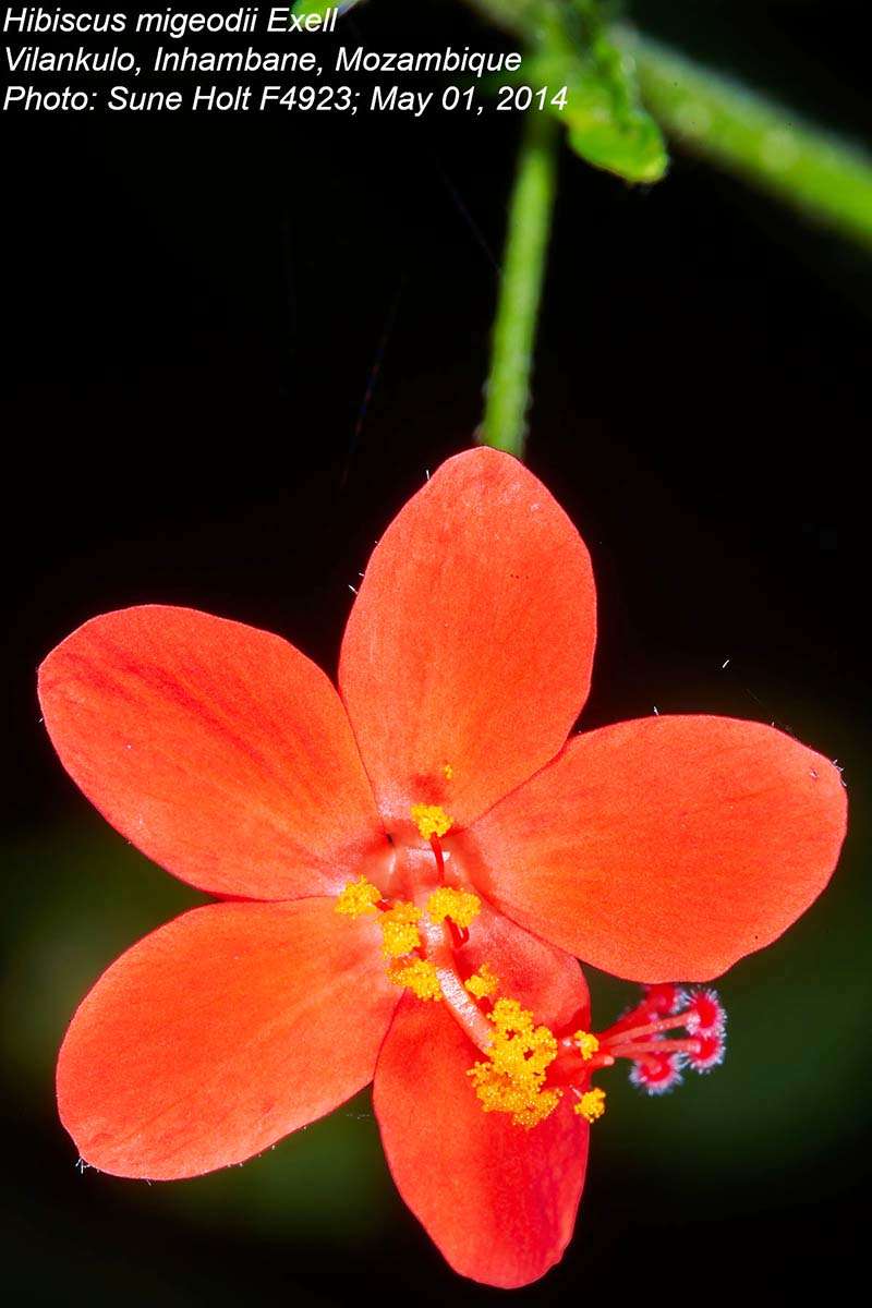 Image of Hibiscus migeodii Exell