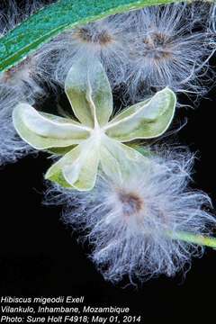 Image of Hibiscus migeodii Exell