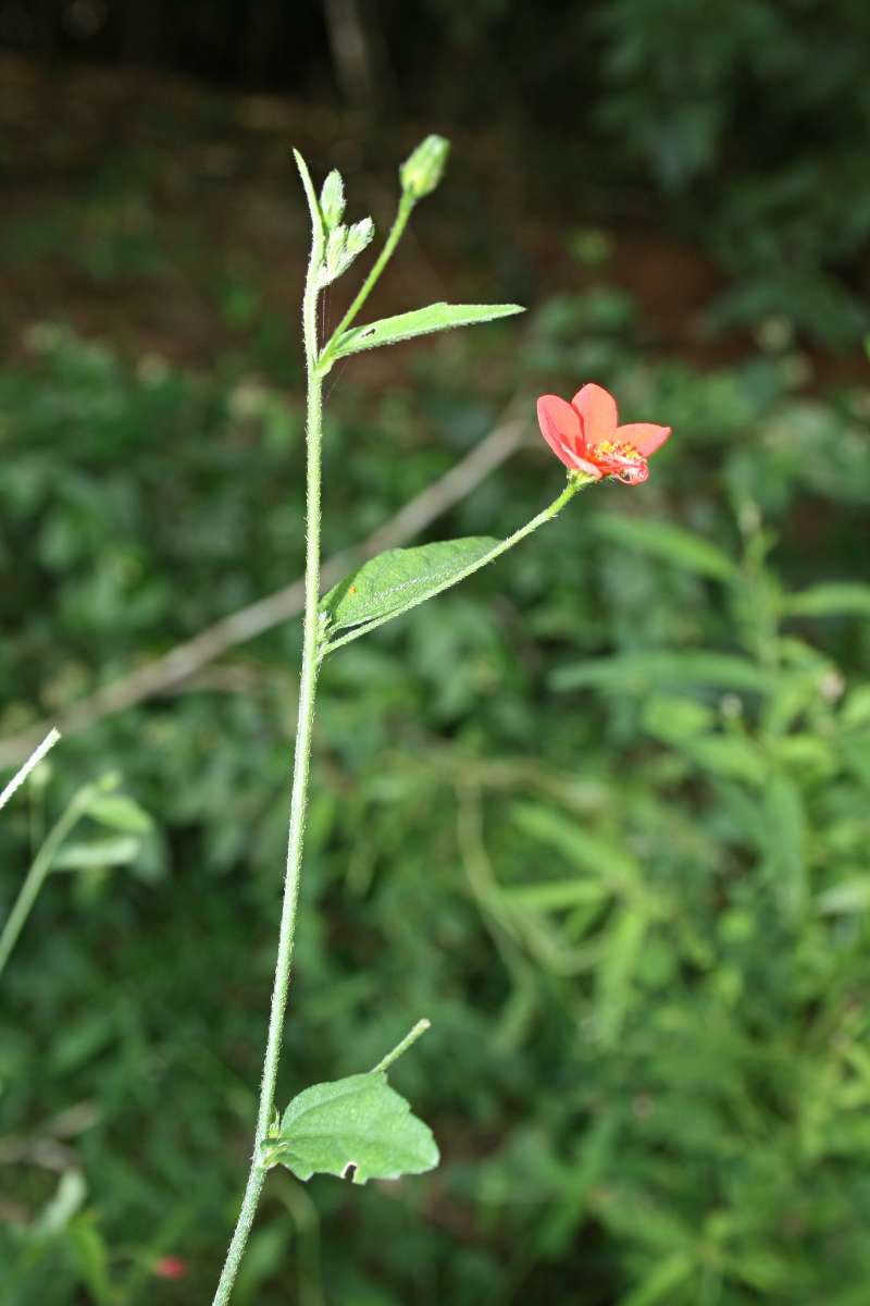 Image of Hibiscus migeodii Exell