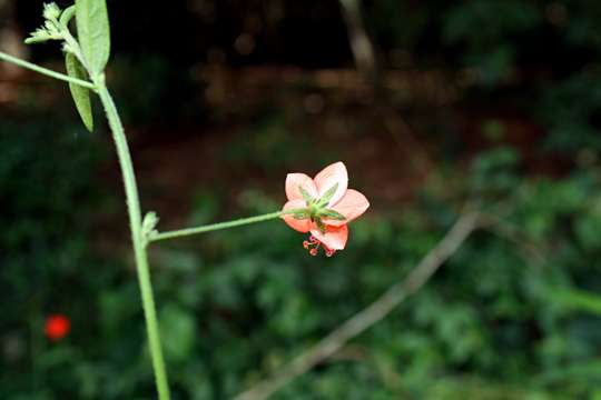 Hibiscus migeodii Exell的圖片