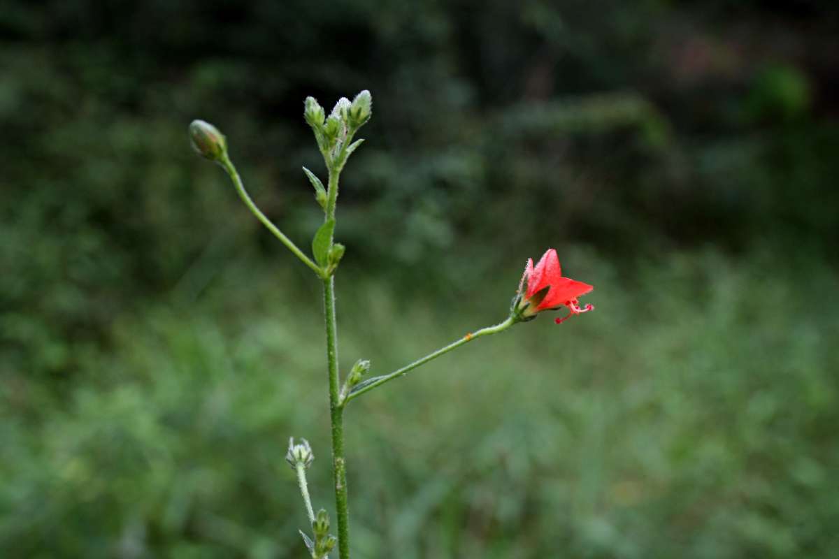 Image of Hibiscus migeodii Exell