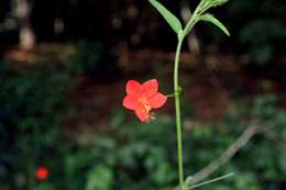 Image of Hibiscus migeodii Exell