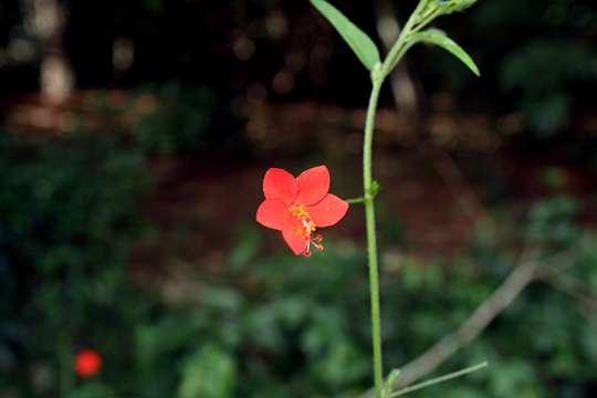 Hibiscus migeodii Exell的圖片