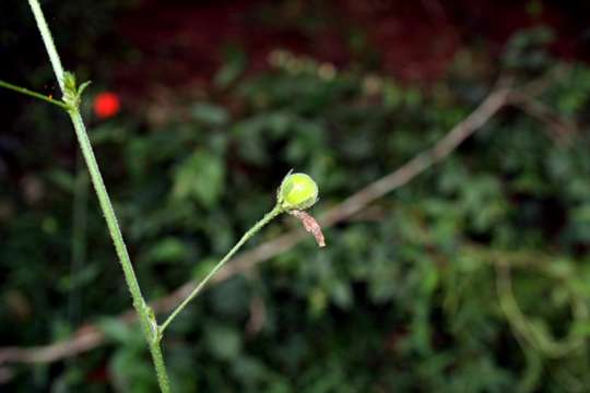 Hibiscus migeodii Exell的圖片