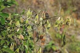 Image de Dalbergia obovata E. Mey.