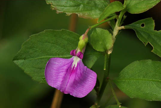 Image of greenviolet