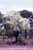 Image of Ixonanthaceae