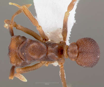 Image of Cyphomyrmex flavidus Pergande 1896