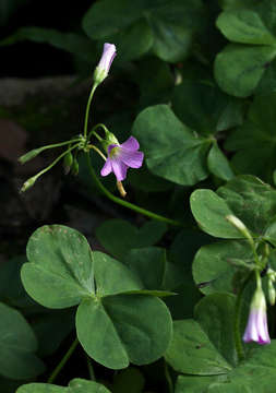 Image of pink woodsorrel