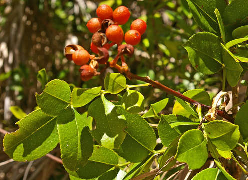 Image of Dune knobwood