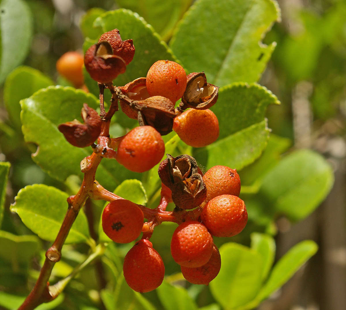 <i>Zanthoxylum delagoense</i> P. G. Waterman resmi