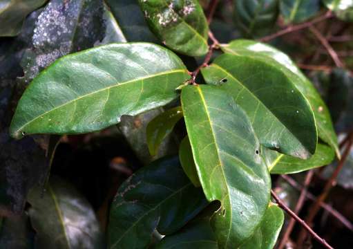 Imagem de Dichapetalum barbosae Torre