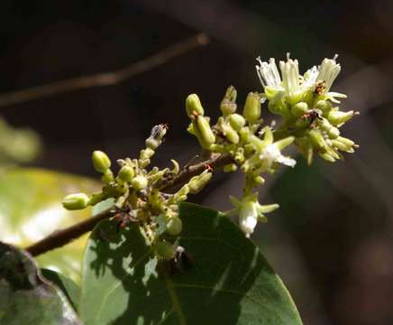 Image of Dichapetalum barbosae Torre