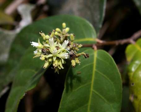 Imagem de Dichapetalum barbosae Torre