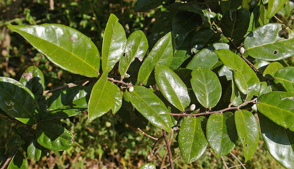 Image of Dichapetalum barbosae Torre