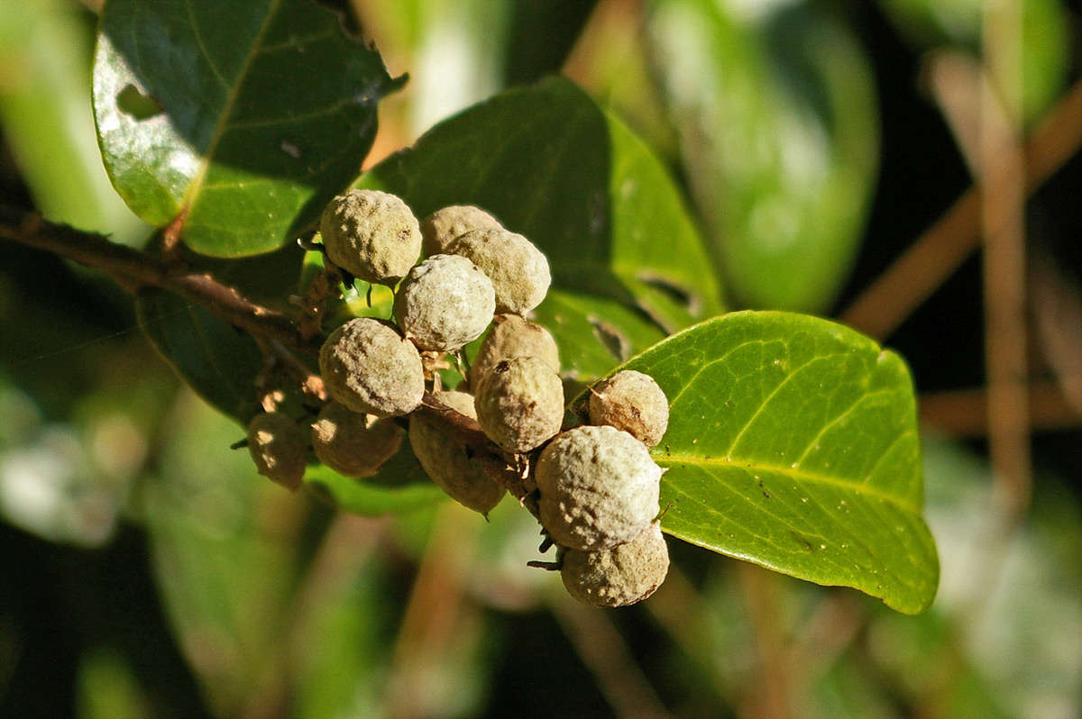 Imagem de Dichapetalum barbosae Torre