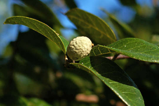 Imagem de Dichapetalum barbosae Torre