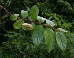 Image of Wingless combretum