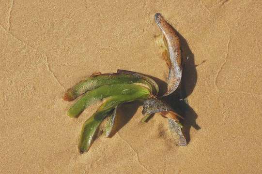 Plancia ëd Thalassodendron ciliatum (Forssk.) Hartog