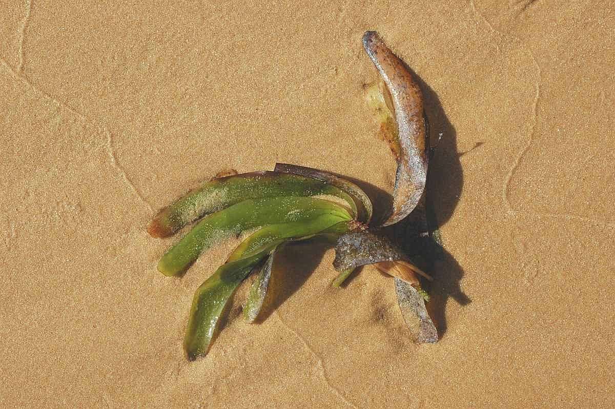 Imagem de Thalassodendron ciliatum (Forssk.) Hartog