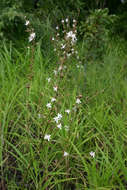 Image of chlorophytum