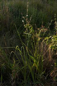 Image of chlorophytum