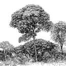 Sivun Brachystegia longifolia Benth. kuva