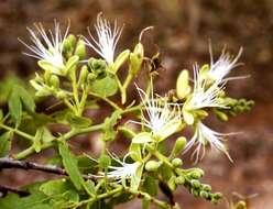 Sivun Brachystegia stipulata De Wild. kuva