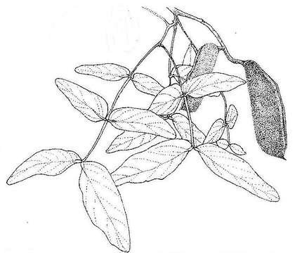 Sivun Brachystegia floribunda Benth. kuva