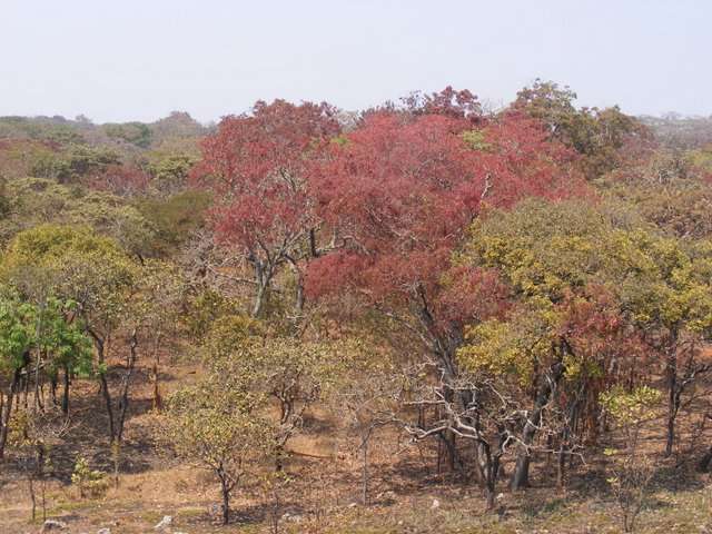 Sivun Brachystegia floribunda Benth. kuva