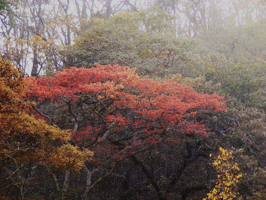 Sivun Brachystegia floribunda Benth. kuva