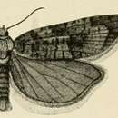 Image of Amphicoecia adamana