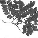 Image of Cassia angolensis Hiern