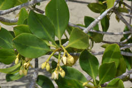 Image of mangrove