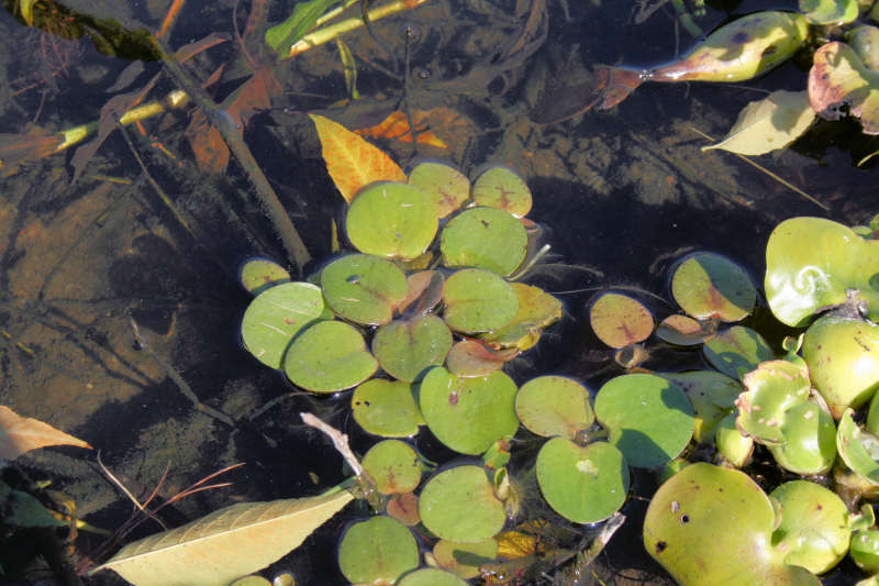 Image of spongeplant