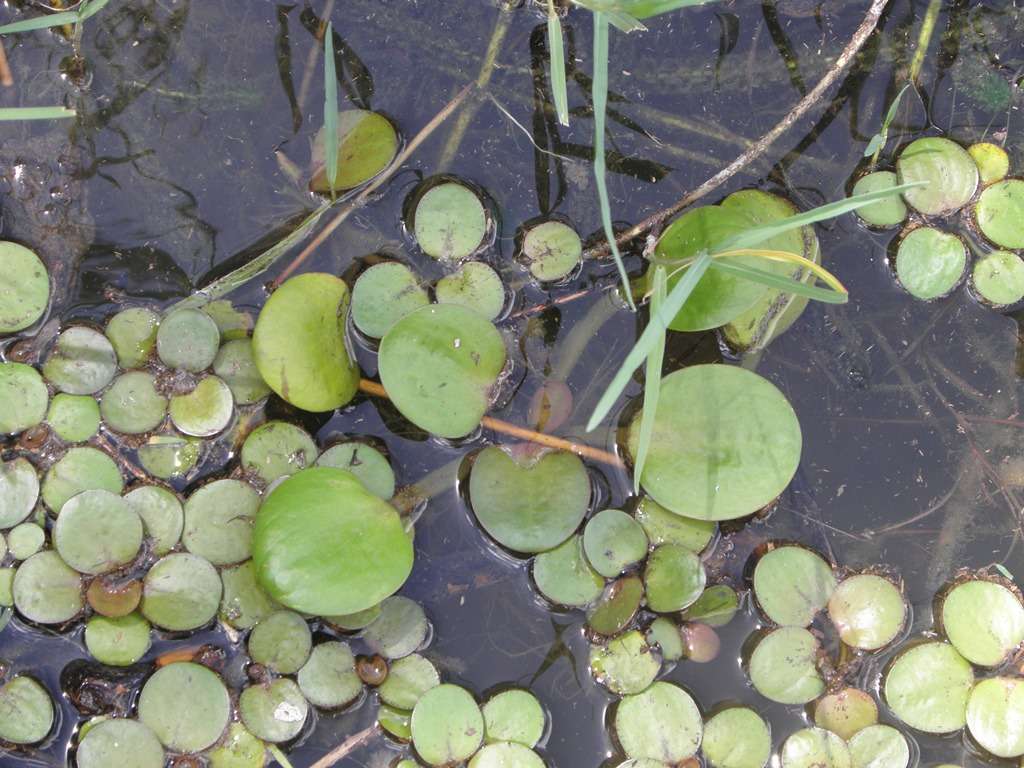 Image of spongeplant