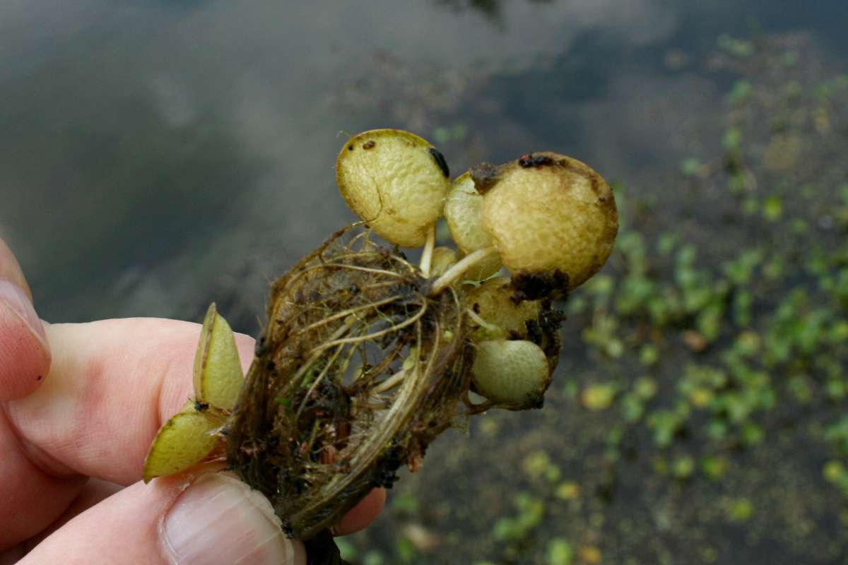 Image of spongeplant