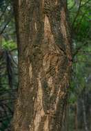 صورة Vachellia sieberiana (DC.) Kyal. & Boatwr.