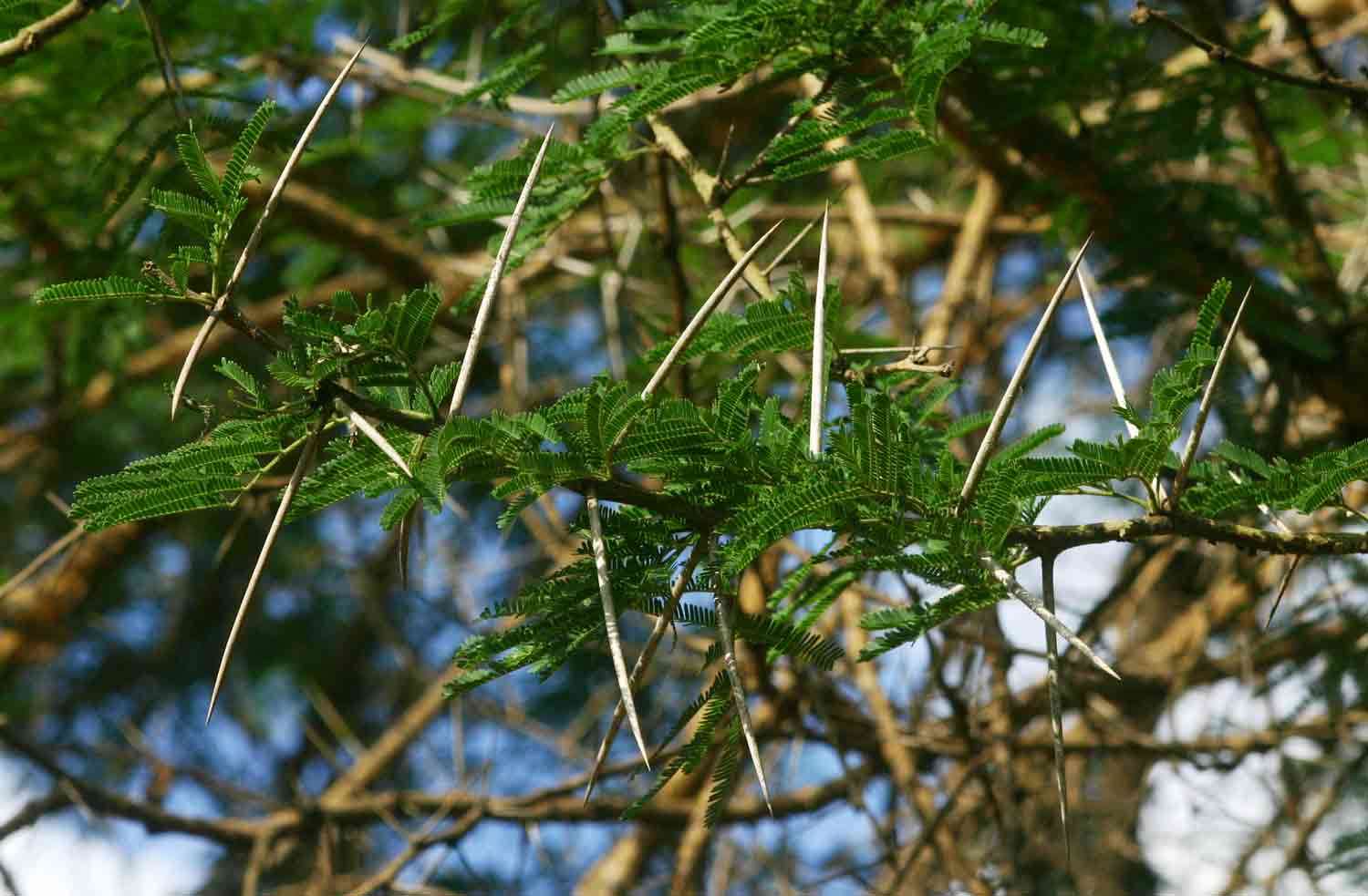 صورة Vachellia sieberiana (DC.) Kyal. & Boatwr.