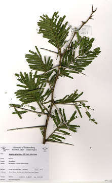 Image of Vachellia sieberiana (DC.) Kyal. & Boatwr.