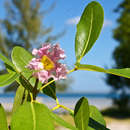 Imagem de Tabebuia heterophylla (DC.) Britt.