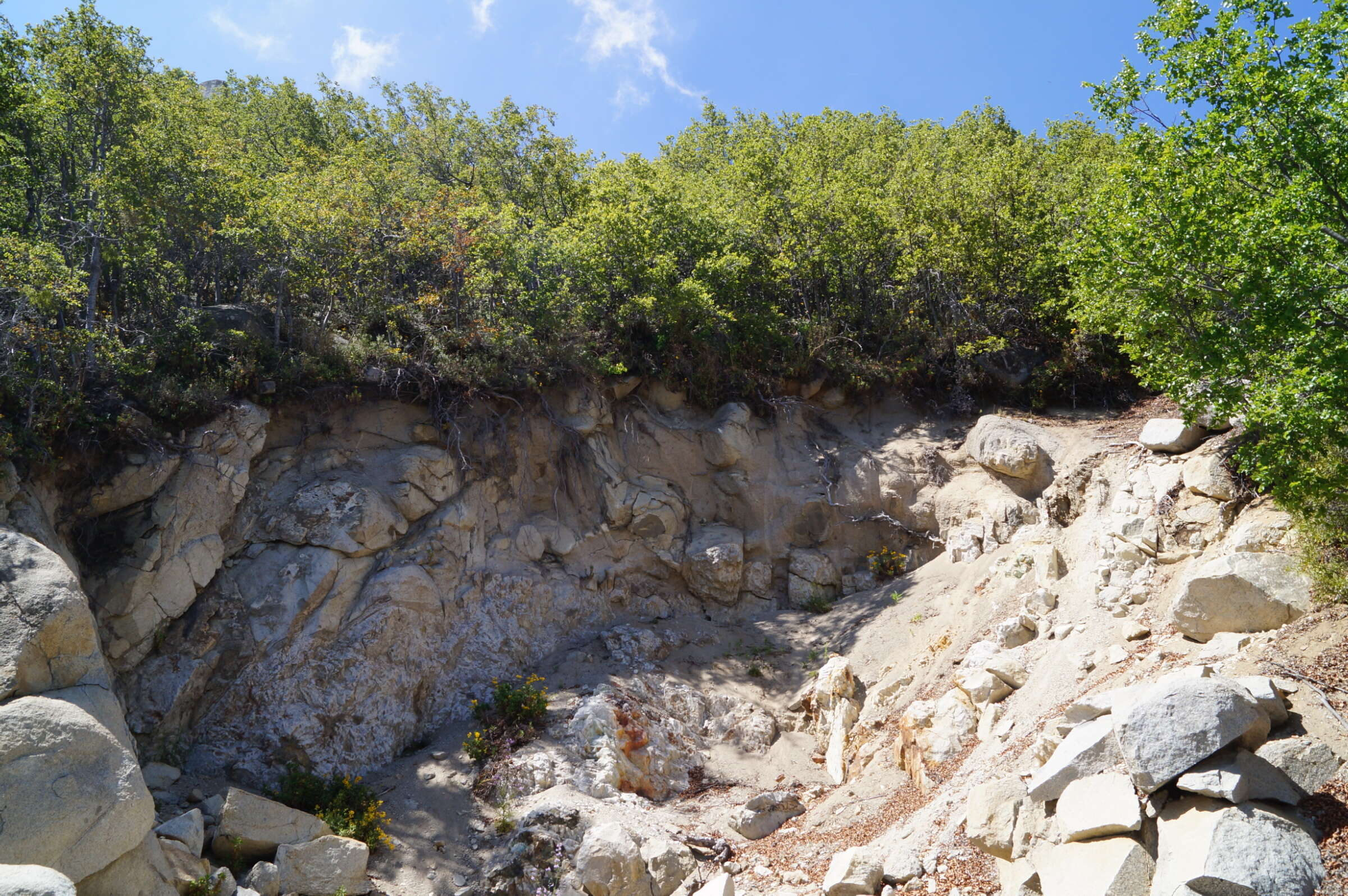 Imagem de Nothofagus macrocarpa (A. DC.) F. M. Vázquez & R. A. Rodr.