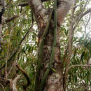 Image of Vanilla roscheri Rchb. fil.