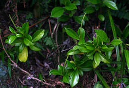 Image of peperomia