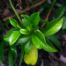 Image of Peperomia abyssinica Miq.